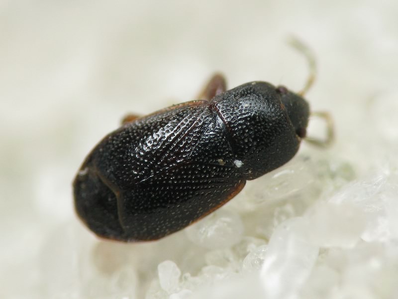 Plinthisus pusillus (Scholtz, 1847)